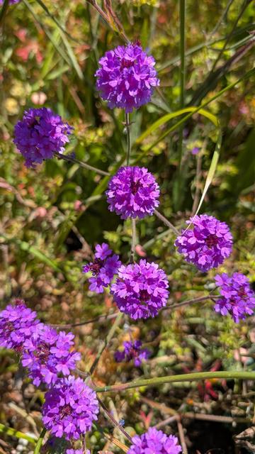 Flowers that look like little magenta balls on a stem.