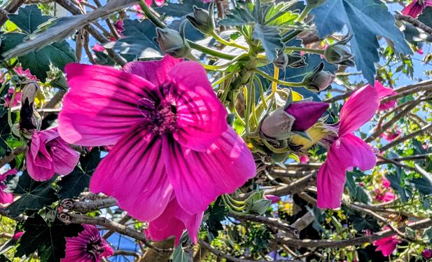 Bright pink flowers cover a large climbing bush.
