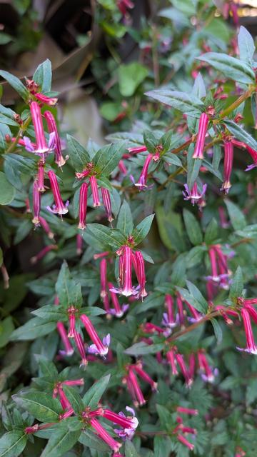 Red flowers that look like long skinny bells.