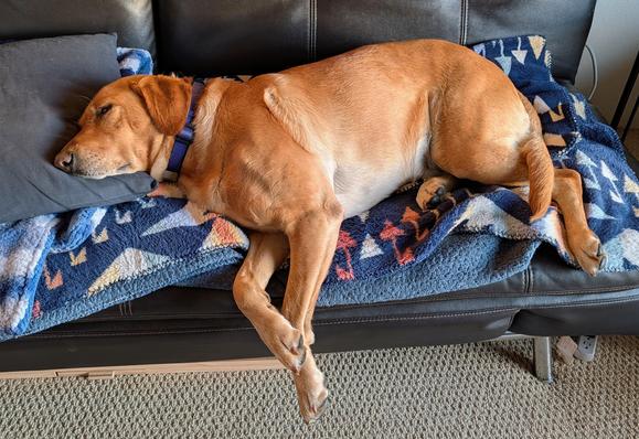 Golden lab is lying on her soft blankets and blue pillow on a black sofa.