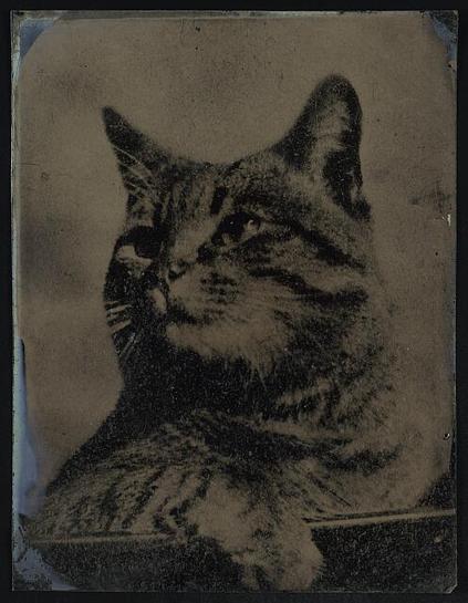 A tabby cat rather majestically looking off into the distance, clearly aware their portrait is being made, as befits royalty.