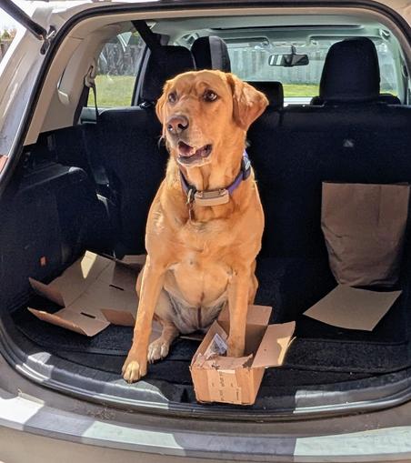 Golden lab is sitting in the back cargo area of a car with her paw in an empty cardboard box.