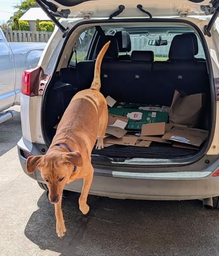 Golden lab jumping out of the back of a car to get more boxes.