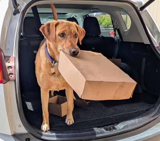 Golden lab is standing in the back of a car with a box in her mouth.