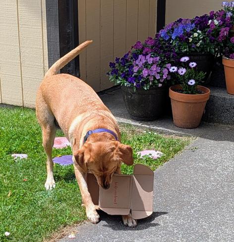 Golden lab is working on flattening a cardboard box.