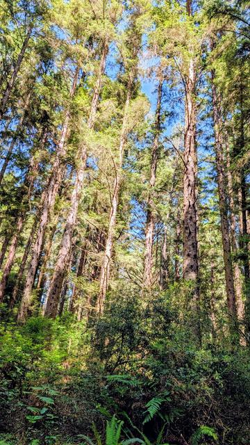 Tall trees with blue skies in the background. Ferns in the forefront.