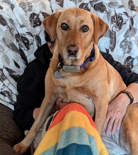 Golden lab is sitting on a grandma's lap while she gets belly rubs and lots of love. We are in a recliner covered by a black and white blanket.