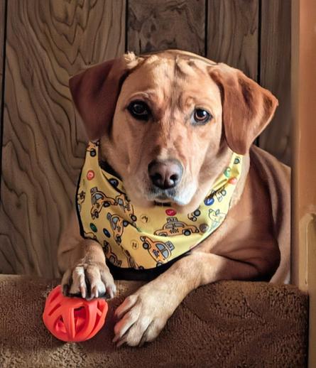 Golden lab is lying at the top of the stairs with her paw on her orange ball. She is wearing a yellow kerchief with taxies 🚕 on it.