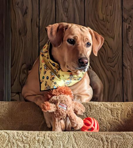 Golden lab is lying at the top of the stairs with her orange ball and toy lion. She is wearing a yellow kerchief with taxies 🚕 on it.