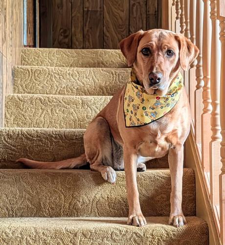 Golden lab is sitting in the middle of the stairwell. She is wearing a yellow kerchief with taxies 🚕 on it.