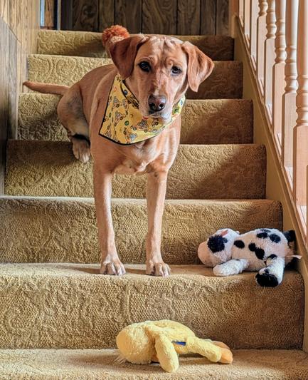 Golden lab is sitting in the middle stairwell with her stuffed cow and chicken toys. She is wearing a yellow kerchief with taxies 🚕 on it.