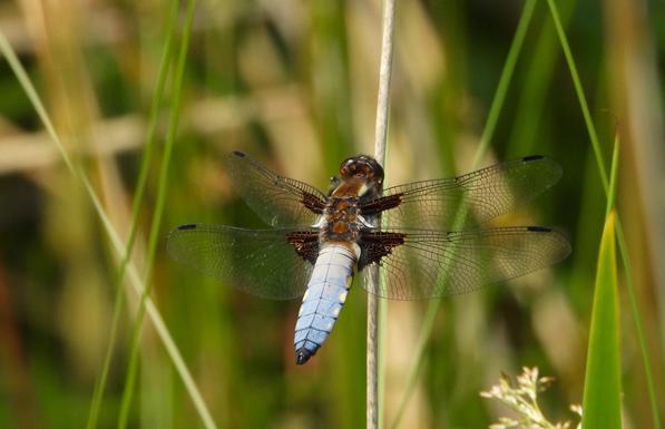 A very broad, chunky dragonfly is perched on the brown stem of a pond plant, surrounded by green leaves. This male Broad-bodied Chaser has a blue abdomen with yellow spots on the side, and four opaque, slightly brown tinged wings.