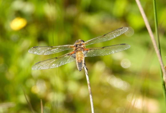 A Four-spotted Chaser (Libellula quadrimaculata) is perched on pondside vegetation. This dragonfly of golden brown colour and with four dark spots on its opaque wings is perched on brown vegetation in our garden pond.