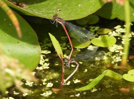A pair of small, slim red Damselfly with black markings are pictured on the pale brown stalk of a pond plant in our garden pond. The male is clasping the female as she inserts her eggs directly into submerged aquatic plants around the pond. They are a Large Red Damselfly pair.