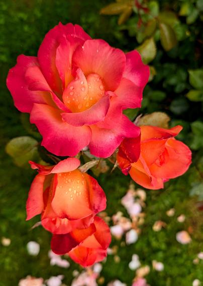 A bunch of red and gold rose blossoms. They are wet from the rain.