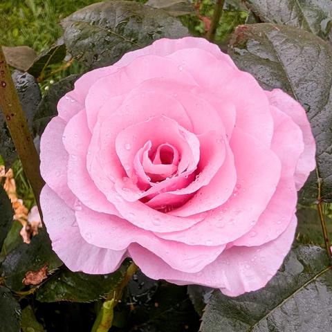 A pink rose blossom covered with rain drops
