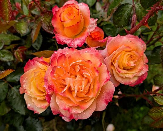 A bunch of pink and gold rose blossoms. They are wet from the rain.