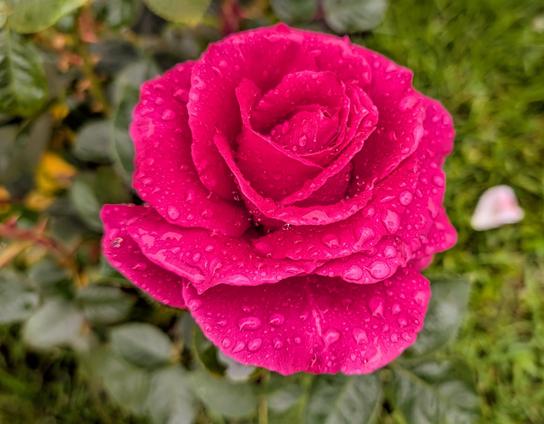A dark pink rose blossom covered with rain drops