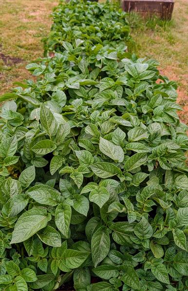Two raised beds full of green leafy potato plants.