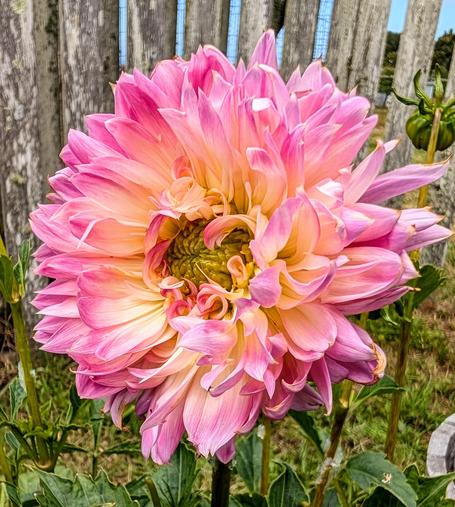 A pink and gold dahlia blossom blooming in our garden today.