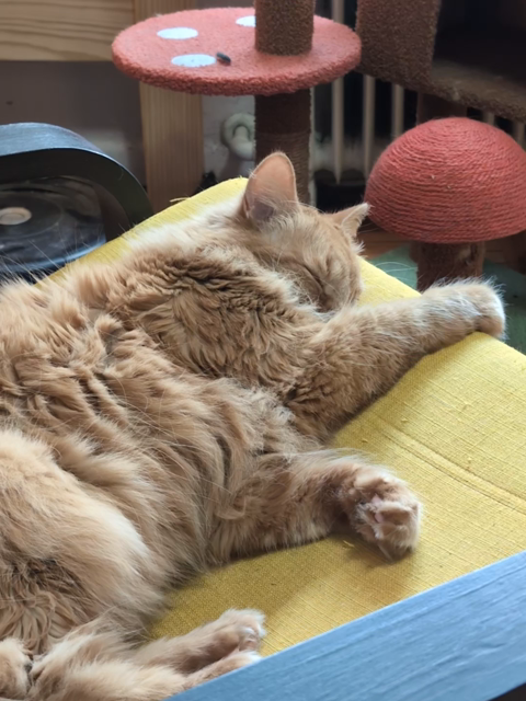 Marty B, a ginger medium hair tabby, is sleeping on a yellow lounge chair. A soft pspsps wakes him just enough that he curls up with his paw over his face, twitching gently with the stretch of it