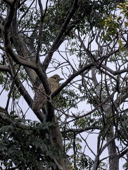 A juvenile Nankeen Night Heron is perched on a tree.