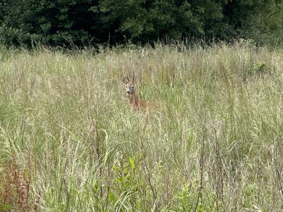 A deer in long grass