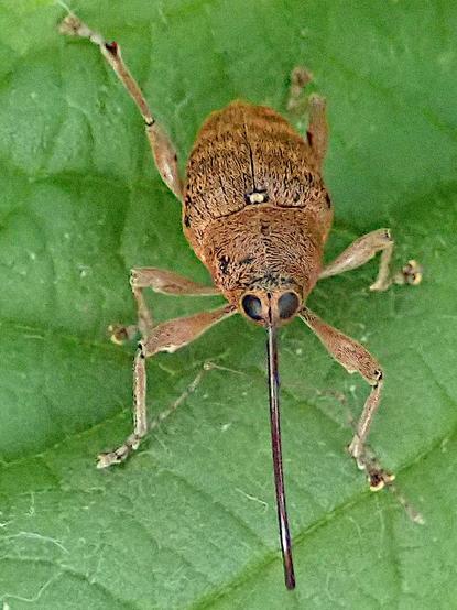 auf einem grünen blatt steht ein rüsselkäfer, exakt von vorne und schräg oben gesehen. er hat einen sehr runden, oder besser ellipsoiden körper. die deckflügel gehen mit nur leichter segmentabgrenzung in den halsschild über, in dem der kopf drin steckt wie die kugel eines kugelgelenks in der gelenkpfanne. am kopf sind große schwarze facettenaugen und vorne ein enorm langer, dünner, nach unten gekrümmter rüssel. dass der nach unten gekrümmt ist kann man allerdings aus dieser perspektive nicht sehen, weil so genau von vorne oben. die farbe des käfers ist irgendwo zwischen hasel- und walnuss, leicht meliert wegen feinsten flach anliegenden blonden haarschüppchen.