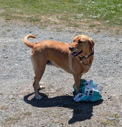 Golden lab is standing on an empty potting soil bag.