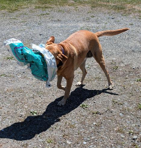 Golden lab is retrieving an empty plastic garden soil bag.