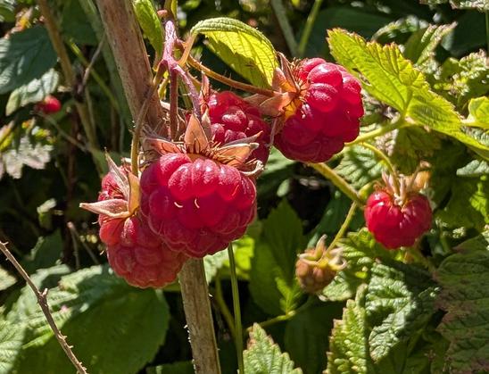 Unpicked red raspberries.