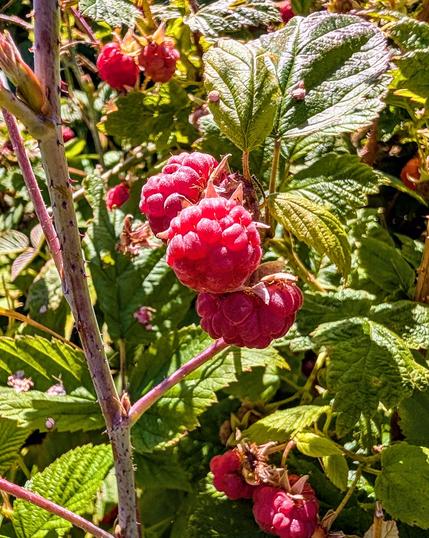 Unpicked red raspberries.