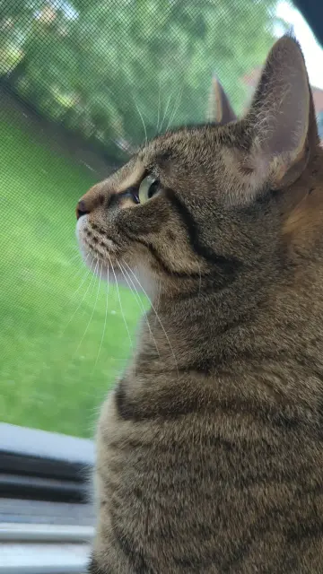 Closeup on Willow, grey tabby, looking through a screen window with greenery behind