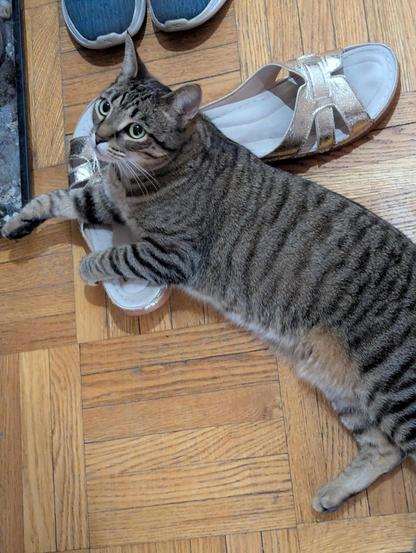 Willow laying on my flip flops on the floor, looking up past the camera