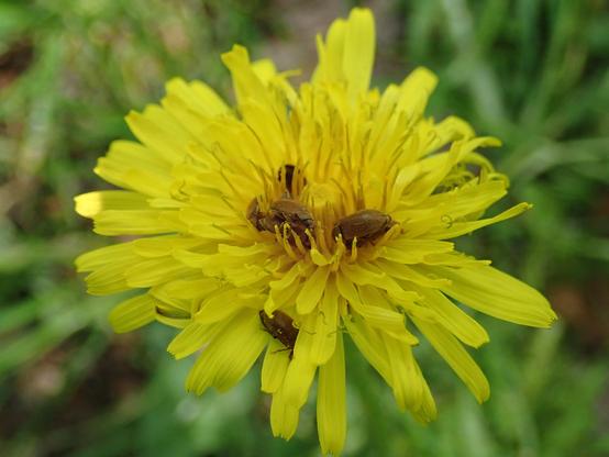 totale von der blüte eines löwenzahns. zwischen den zungenförmigen leuchtend gelben blütenblättern der einzelblüten krabbeln kleine braune käferchen herum, hauptsächlich nahe der mitte