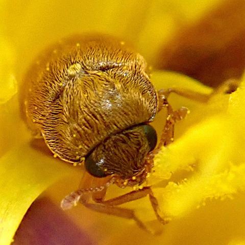 quadratischer ausschnitt, makrofoto von einem winzigen käfer, der mit gesenktem kopf auf uns zu krabbelt, in einer knall-gelben löwenzahnblüte. das tierchen ist überall (bis auf die schwarzen facettenaugen) von rotblonden flach aufliegenden, also nicht abstehenden härchen bedeckt, deren verlauf schön die hutförmige struktur des halsschildes nachzeichnet, der sich in der bildmitte aufwölbt. die großen augen, die hohe aufgewölbte stirn, die rundliche gesamterscheinung, all das folgt dem kindchenschema und erzeugt einen eindruck von niedlichkeit. alle farben im bild sind varianten von gelb, von knallig leuchtend über verschiedene brauntöne bis fast schwarz. keine spur von grün oder blau.