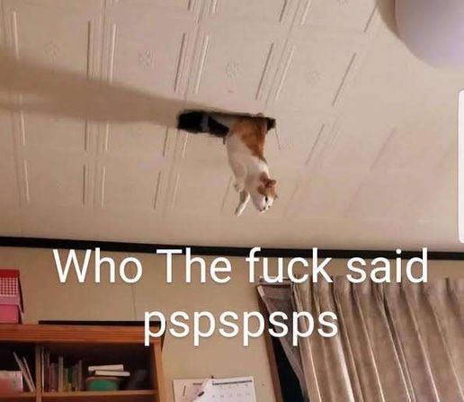 The image shows a cat dangling upside down from a hole in a white, textured ceiling. The cat is predominantly white with patches of orange fur on its head, back, and tail. Its body is extended downwards, with its legs bent, as if it's caught or trying to maneuver through the opening. The hole in the ceiling appears to be roughly rectangular, revealing a dark space behind it. The ceiling itself is made of square panels with a raised pattern. A shadow cast by something outside the frame stretches diagonally across the ceiling from the left.

Below the ceiling, the bottom portion of the image reveals a room interior. In the lower left, there is a wooden bookshelf filled with various items, including books and some boxes. On top of the bookshelf, there are two stacked boxes, one pink and one red. To the right of the bookshelf, there are beige curtains.

Overlaid on the image are two lines of white text. The top line reads "Who The fuck said" and the bottom line reads "pspspsps". The text is large and stark against the background. The overall lighting suggests an indoor environment, with the primary light source appearing to come from the top left, casting the shadow on the ceiling. The colors in the image are muted, dominated by the white of the ceiling, the beige of the curtains, and the natural wood tones of the bookshelf.