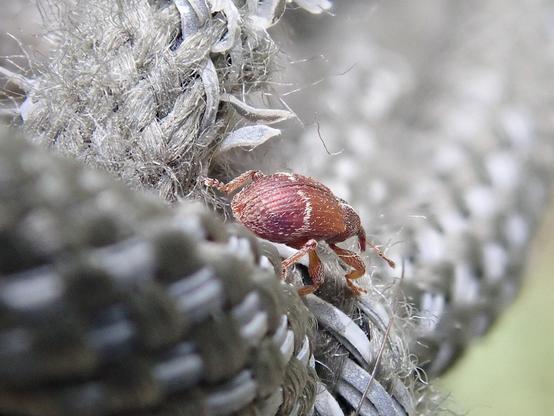 derselbe rüsselkäfer von hinten und nicht ganz so nah dran. so sieht man mehr von den grauen schnürsenkeln, die im vergelich zum käfer riesig sind, eine ganze fremdartige hügellandschaft