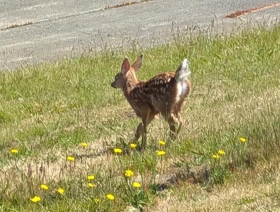 Spotted fawn running in the grass.