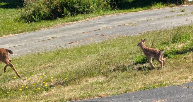 You can see the backside of mom as a tiny spotted fawn runs to catch up across the street from us.