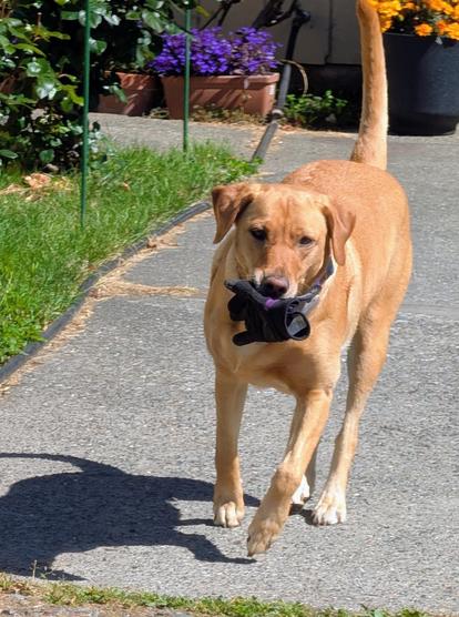 Golden lab is walking towards the camera with a purple garden glove in her mouth.