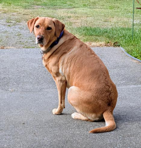 Golden lab is sitting on cement waiting for us to get a move on.