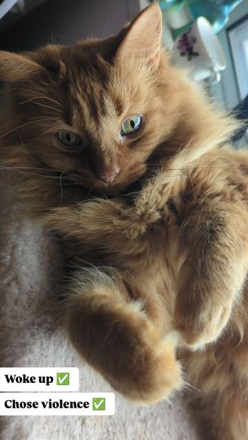 Marty B looking at the camera, laying on his side with paws like winter mittens extended towards the camera
"Woke up ✅
Chose violence ✅"