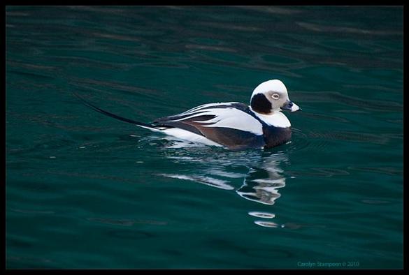 A striking-looking duck is floating over greenish-blue water.  He's a mix of white, grey, blacks and browns, with a beak that has bands of black and pink. Curved behind it are the two long and elegant tail feather that give it its name.
