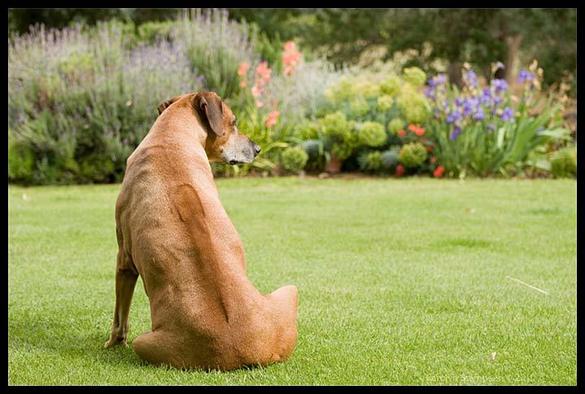A large brown dog with floppy ears is sitting all in grass, back to us, head turned to the right. His hair is short, but his back has a darker stripe going from stem to stern, the hair looking like one long cowlick, not matching the rest of the coat, giving a ridge-like appearance.