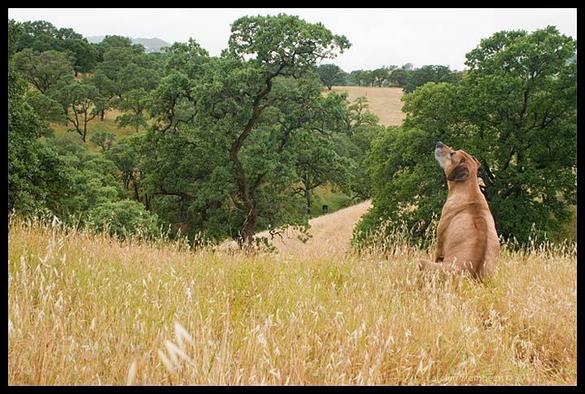 A large brown dog with darker brown floppy ears is sitting in tall grass that is mostly golden but with some green starting to show.  The dog's back is to us, and his nose is pointed up in the air, perhaps following a bird in flight. He's mostly light brown, but has a darker stripe running along his back, in which the hair is forming a darker ridge.  We are on a hill and beyond the dog are blue oak trees, lower down on the hill, and we can see glimpses of more hills and vales beyond.