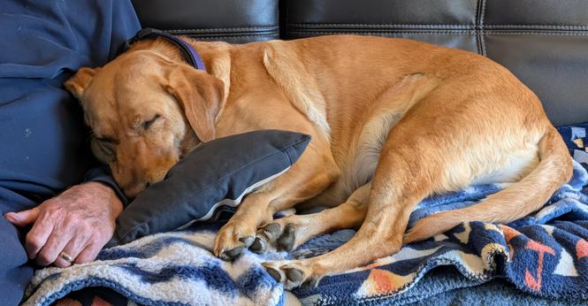 Golden lab is lying on her blue and white blanket and blue pillow with her head resting on her pal's left arm. She is sleeping.