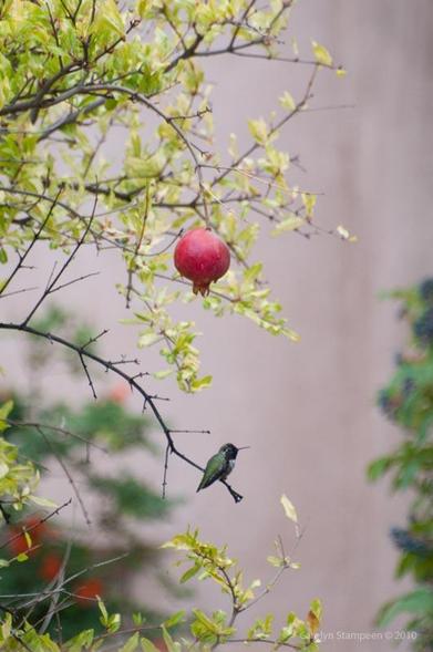 A vertical shot.  From the left, a branch with no leaves curves downward, with a hummingbird sitting at its end.  Above it, hanging from a branch with leaves is a bright, red pomegranate, wet from the rain.