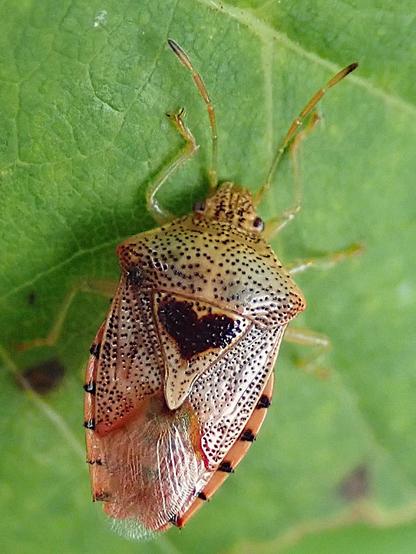 nahaufnahme einer kleinen pflanzenwanze auf einem grünen blatt. sie hat die typische flache wappenschildform und ist dabei etwa doppelt so lang wie breit. sowohl halsschild und das große dreieckige schildchen als auch die flügel-halbdecken sind von kleinen punktvertiefungen übersät, die noch dazu dunkel sind, während der rest in hellem gelb bis lachsrosa gefärb ist. auf dem schildchen ist ein großes dunkles herzchen als auffälligstes merkmal. der saum, der bei wanzen typischerweise seitlich am hinterleib unter den flügeln und flügelhalbdecken hervor ragt ist lachrosa-orange mit schwarzen unterbrechungen in regelmäßigen abständen. sehr hübsch!