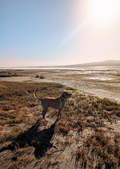 Golden lab is standing next to the shore of Humboldt Bay. Lots of mud. Sort of early in the morning.